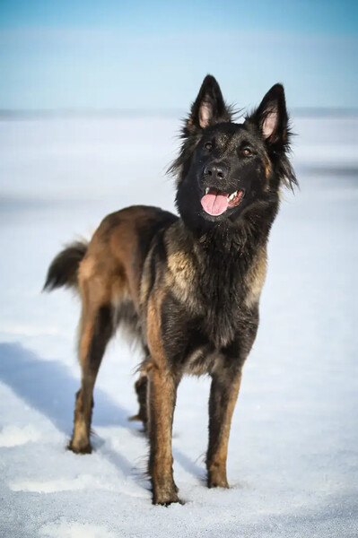 EVEN DARKER DEFIANT DELIGHT kuva 3