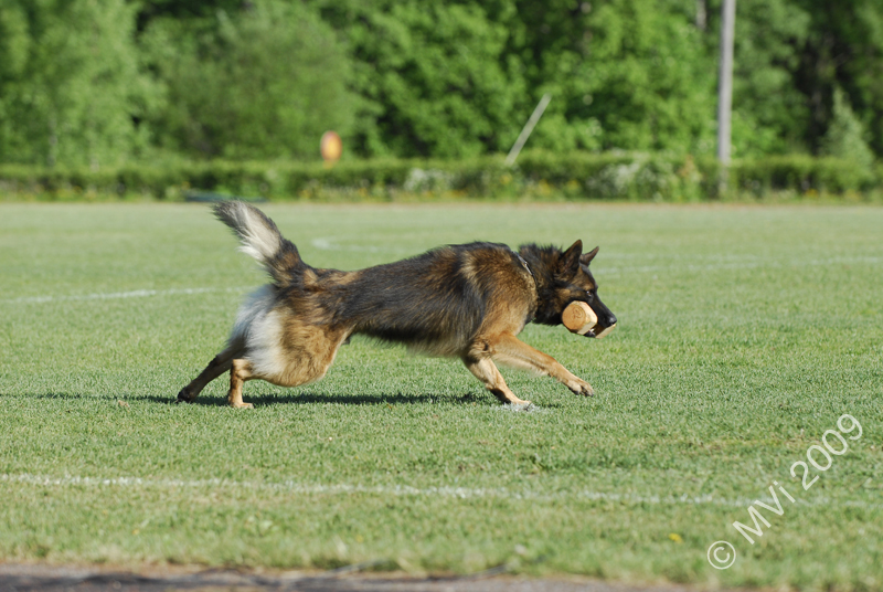 IPOKARSINTA2009_120