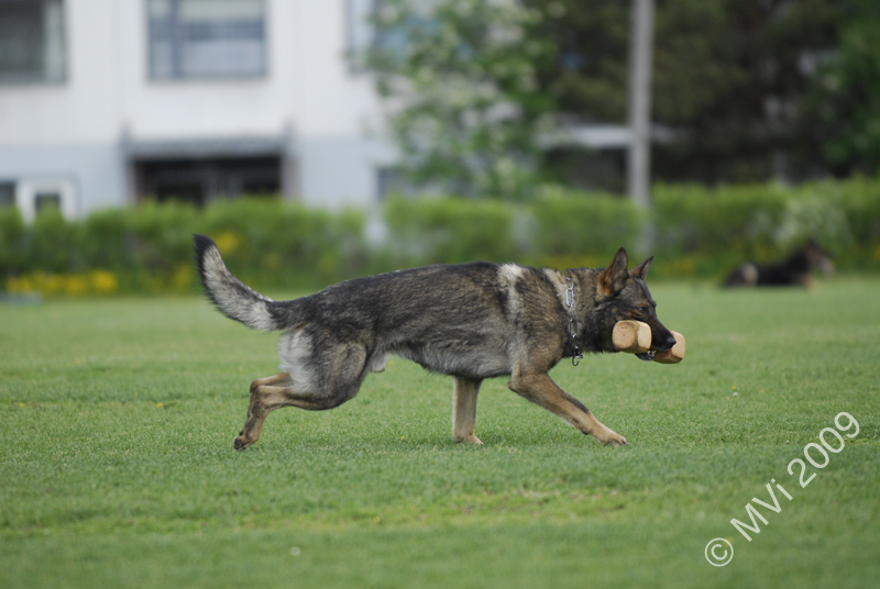 IPOKARSINTA2009_154